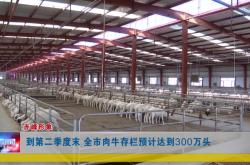 赤峰市羊肉經(jīng)銷商電話號(hào)碼