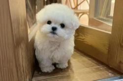 赤峰比熊基地在哪里啊電話號碼