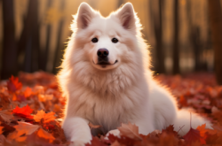 赤峰市薩摩耶成犬電話地址查詢