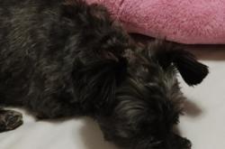 赤峰農(nóng)村賣狗電話多少號(hào)碼