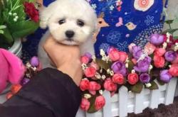 赤峰比熊寵物店地址電話號(hào)碼