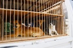 赤峰市狗狗店電話多少號(hào)