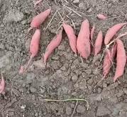 赤峰西瓜紅生產(chǎn)基地電話號(hào)碼