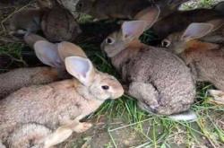 赤峰市兔子養(yǎng)殖基地電話號碼