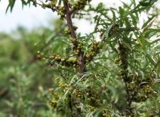 赤峰市沙棘果廠電話地址查詢