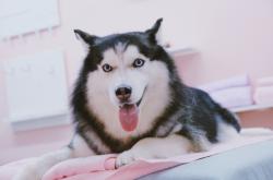 赤峰市訓(xùn)犬師招聘電話號碼