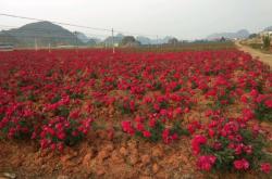 赤峰市玫瑰花園社區(qū)電話號碼