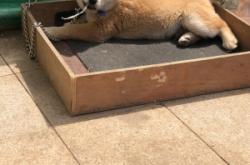 赤峰市土狗培育基地電話(huà)號(hào)碼