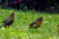 赤峰市畫眉鳥店電話地址查詢