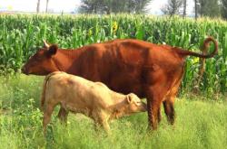 赤峰牧臣食品加工廠電話號碼