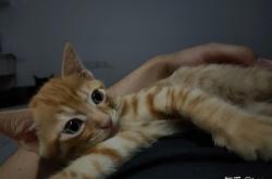 赤峰小土貓售賣(mài)店電話號(hào)碼查詢