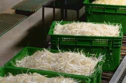 赤峰綠豆芽種子批發(fā)電話(huà)地址