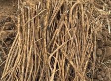 赤峰山貨藥材批發(fā)市場電話號碼