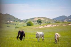 赤峰牧區(qū)收牛電話號(hào)碼查詢是多少
