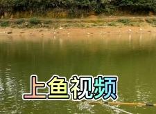 赤峰水庫魚批發(fā)市場電話號碼