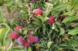 赤峰滴灌管批發(fā)電話號(hào)碼查詢