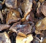 赤峰吊爐批發(fā)電話號(hào)碼多少