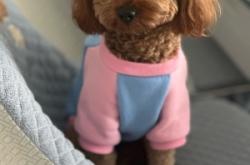 赤峰市領養(yǎng)狗狗泰迪電話號碼