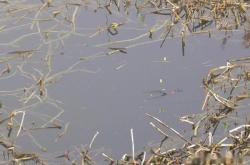 赤峰野釣鯽魚出售電話是多少號