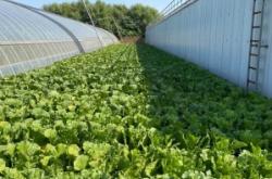 赤峰附近種菜基地電話號碼多少