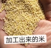 赤峰谷子加工廠聯(lián)系電話