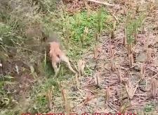 赤峰抓狗大隊(duì)電話號(hào)碼查詢是多少