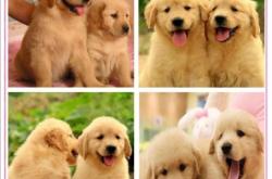 赤峰狗狗理發(fā)店電話號碼多少