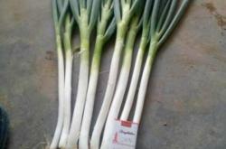 赤峰大蔥加工廠電話號(hào)碼查詢