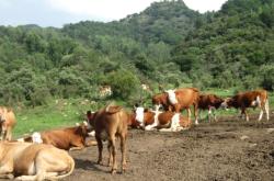 赤峰賣喂牛的干草店電話號(hào)碼