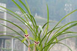 赤峰市蘭花膜廠地址電話號碼