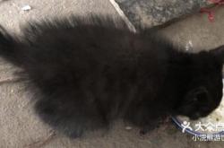 赤峰賣貓賣狗電話多少號(hào)