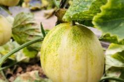 赤峰浩森采摘園電話號碼查詢