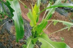 赤峰雛鴨繁殖廠電話號(hào)碼查詢