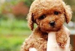 赤峰收狗的電話聯(lián)系方式是多少