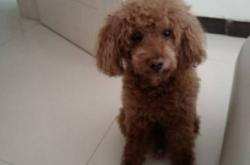 赤峰泰迪出售信息網(wǎng)電話號碼