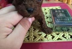 赤峰泰迪寵物出售電話是多少號