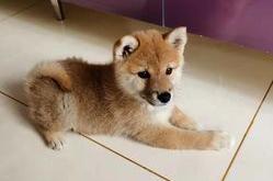 赤峰寵物犬舍電話地址號(hào)碼查詢