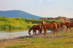 赤峰軍馬場(chǎng)拼車電話號(hào)碼查詢