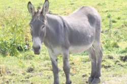 赤峰市批發(fā)驢腸電話地址查詢