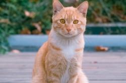 赤峰貓咪圖書館電話多少號