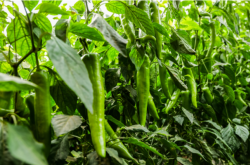 赤峰市蔬菜店電話多少號