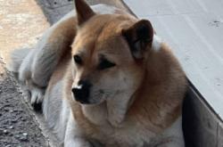 赤峰芭莎狗狗養(yǎng)殖基地電話號(hào)碼