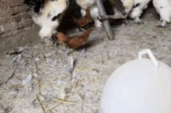 赤峰梵天雞養(yǎng)殖基地電話號(hào)碼