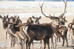 赤峰德林大藥房電話號碼查詢
