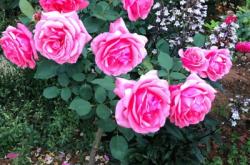 赤峰月季花樹苗批發(fā)電話地址