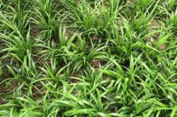 內(nèi)蒙赤峰苗豆種植基地電話號(hào)碼