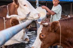 赤峰賣(mài)活大鵝電話(huà)地址查詢(xún)