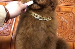 赤峰巨貴犬繁殖基地電話號(hào)碼