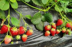 赤峰老劉頭采摘園電話號碼查詢