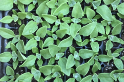 赤峰冰草批發(fā)電話號(hào)碼多少